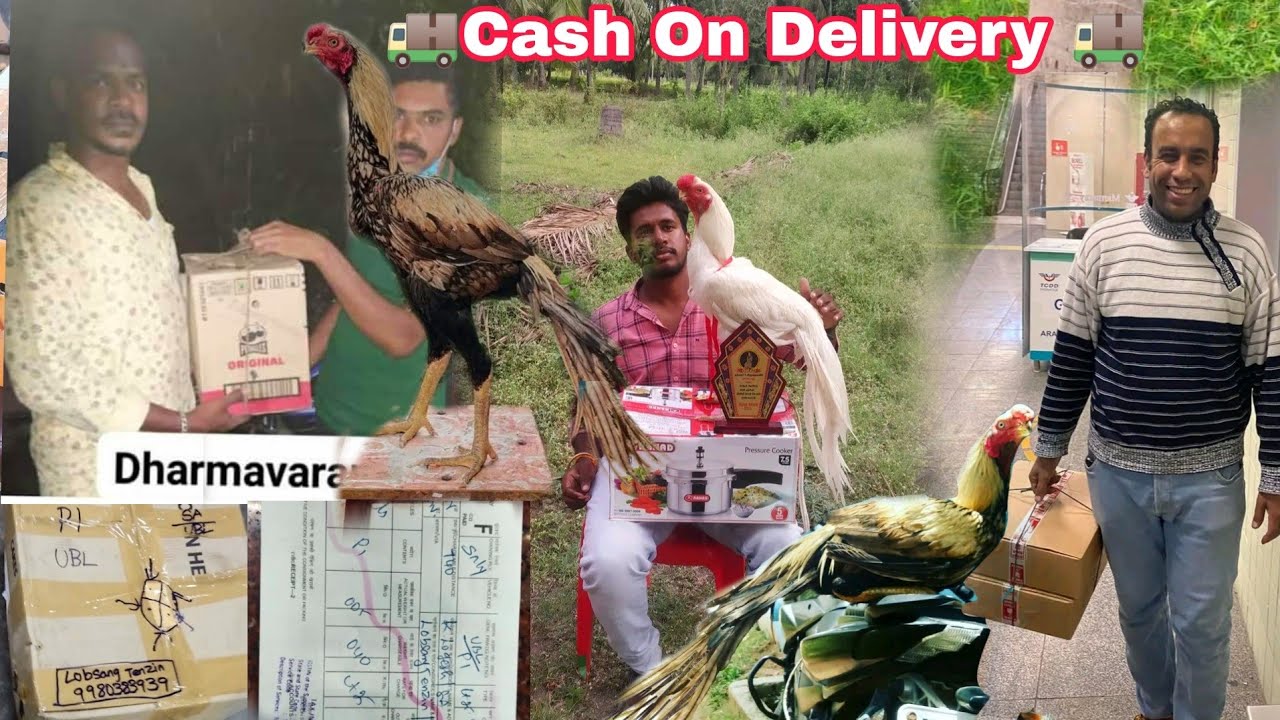 🐓Cash On Delivery Of Aseel Chickens 🐓