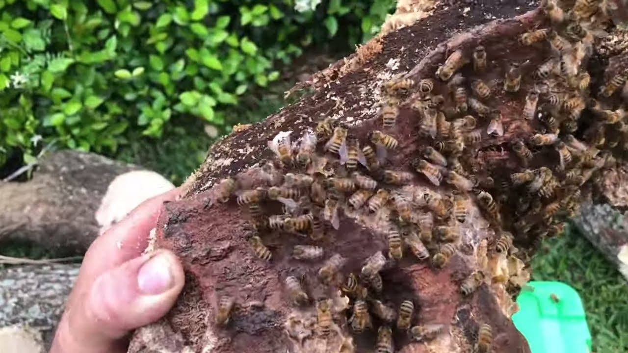 Bee Man Vs Yucca Tree