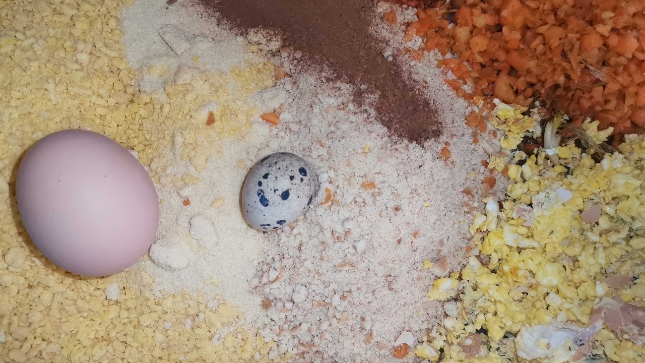 Kuş Maması Nasıl Hazırlanır ? Yumurta Yapmayan Kuş Kalmayacak