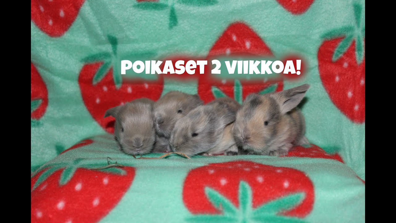 Kaninpoikaset 2 viikkoa!