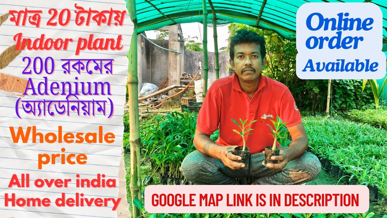 মাত্র ২০ টাকায় Indoor plant । প্রায় ২০০ রকমের অ্যাডেনিয়াম পাওয়া যাচ্ছে এই নার্সারি তে ।।