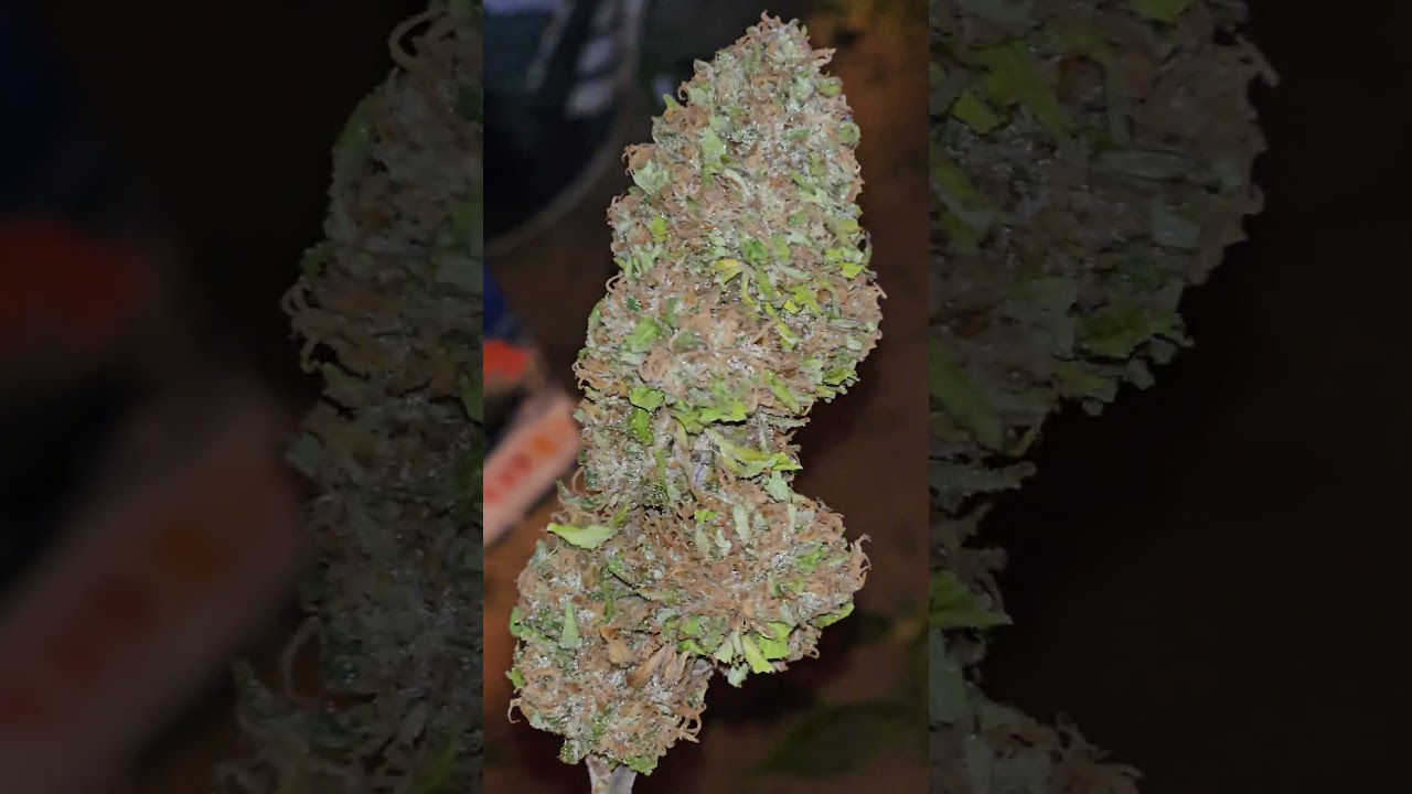 Crystal weed head, Jamaican Dream variety