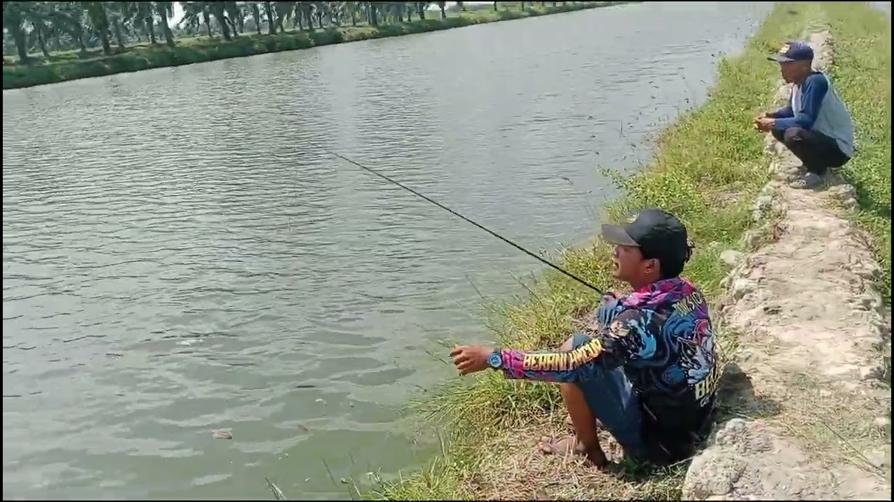 @Buka perdana klm Anugrah Yudi sawit palo merbo tgl.07.02.2026 Tm jm 10 mlm tkt Rp.150k