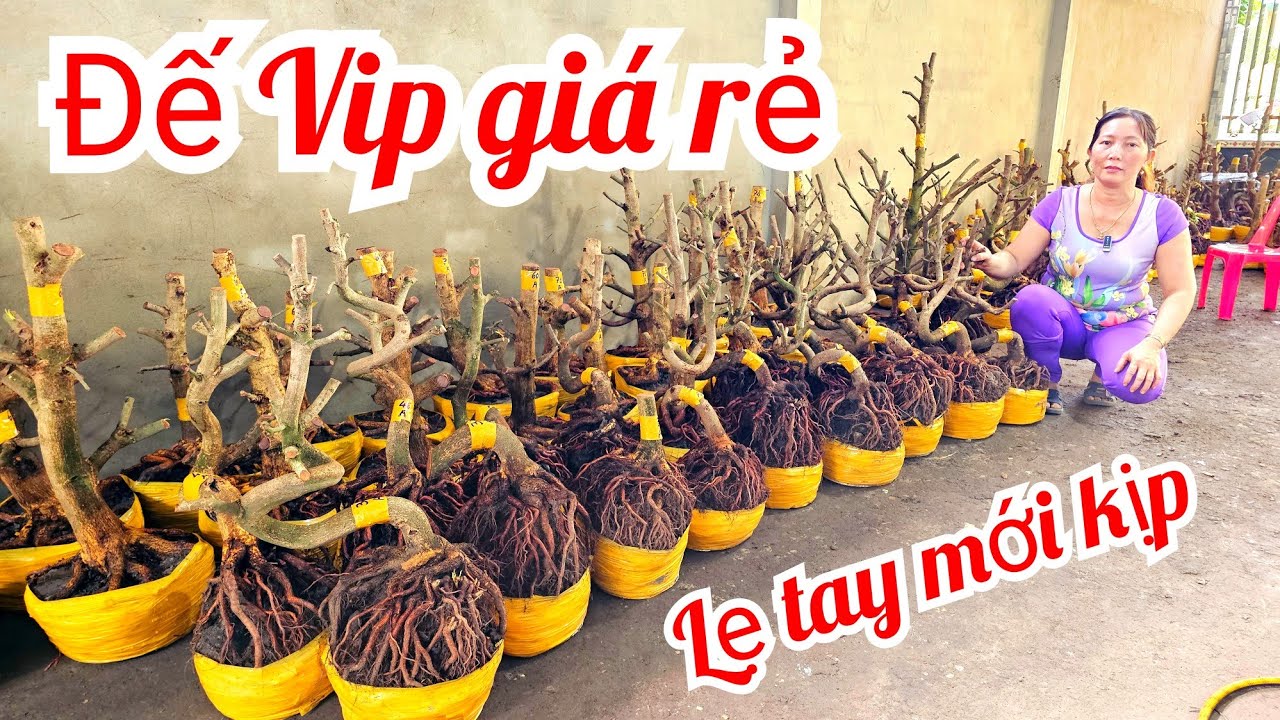 Thủy 📲 0823700129 Đế Vip Mai Giảo Thủ Đức giá rẻ 20/2 mùng 4 Tết (@MaivàngQuêdừa)