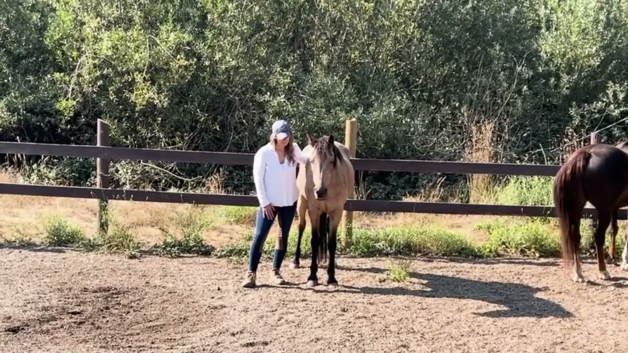 When the Horse Walks Away