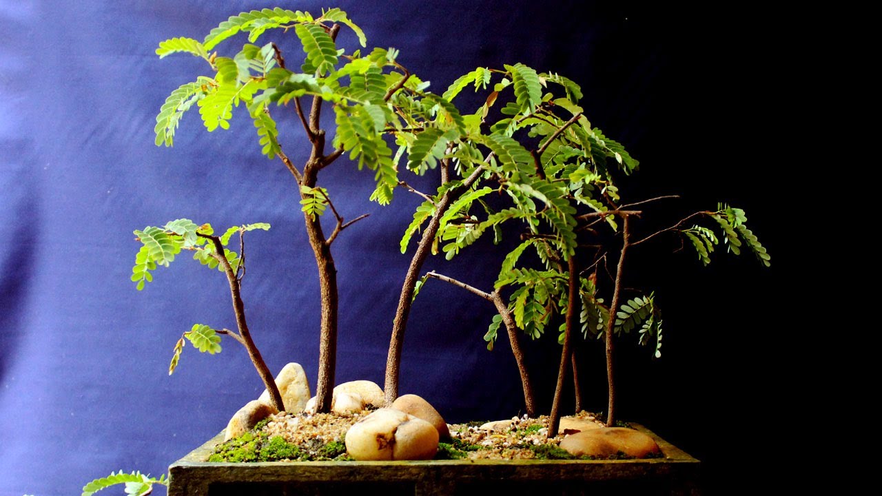 Making of Tamarind Bonsai Forest Landscape, Most Easy  way, Be the Creator, July 2018