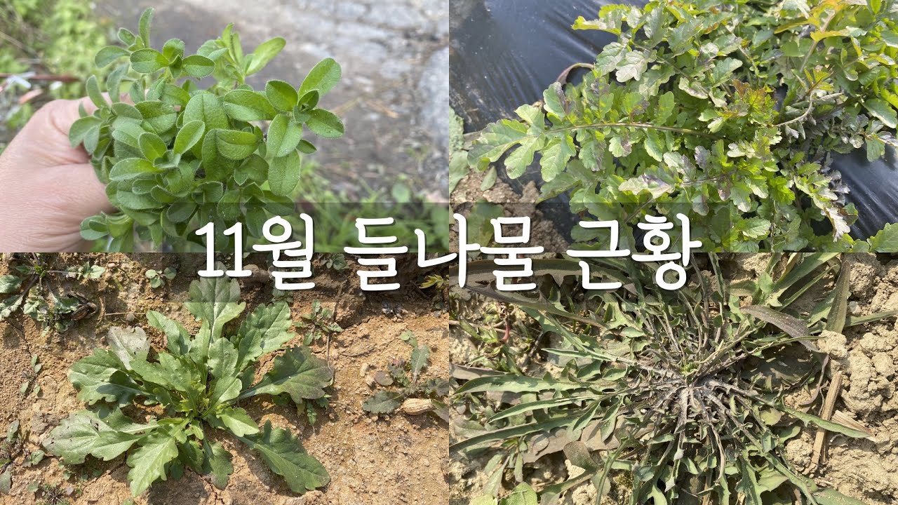 11월에 풍성하게 먹을수 있는 19가지 들나물의 간략한 효능과 먹는 방법을 담아봤어요