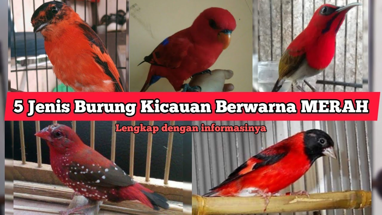 5 Jenis Burung Kicauan dengan Warna Merah