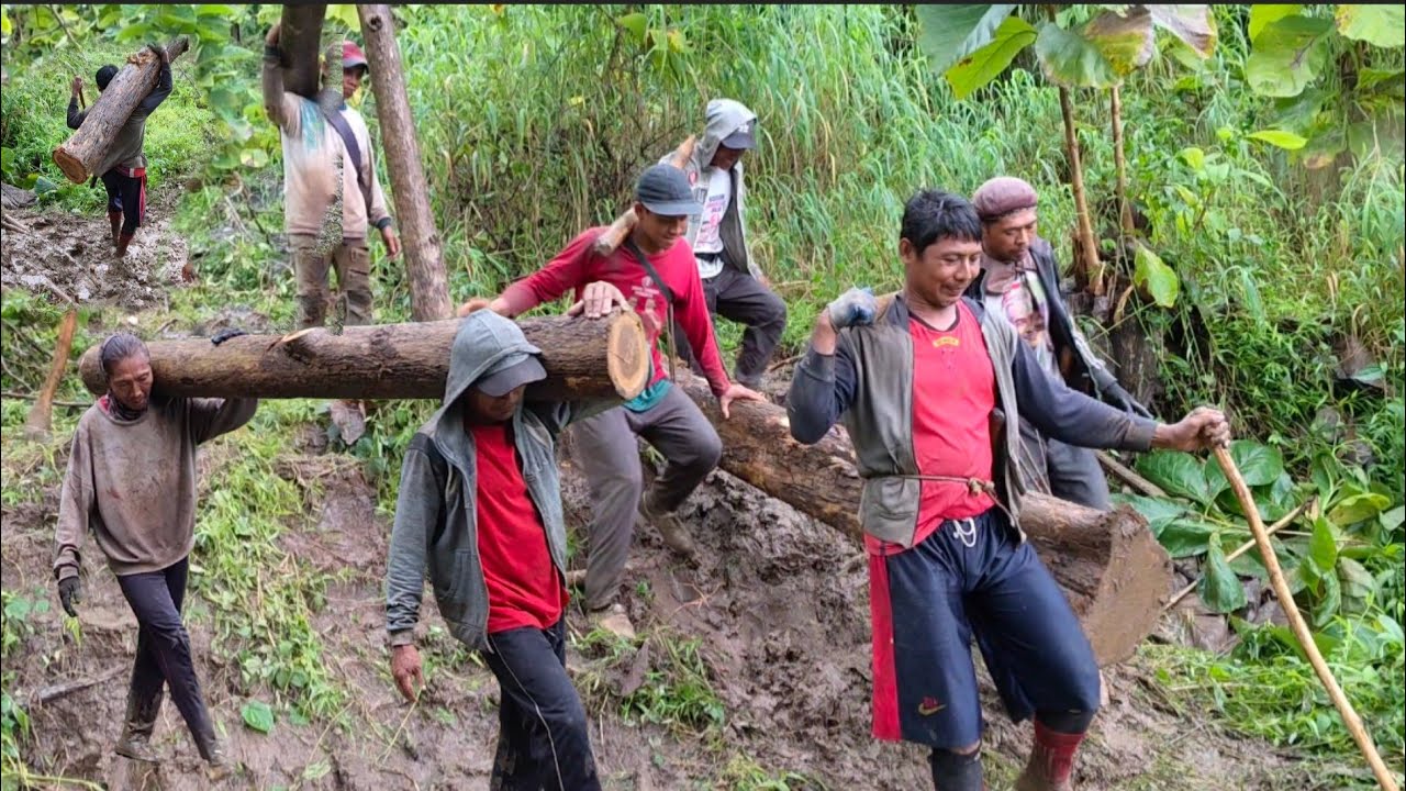 proses muat kayu jati dari lereng gunung yang begitu sulit dan menguras tenaga