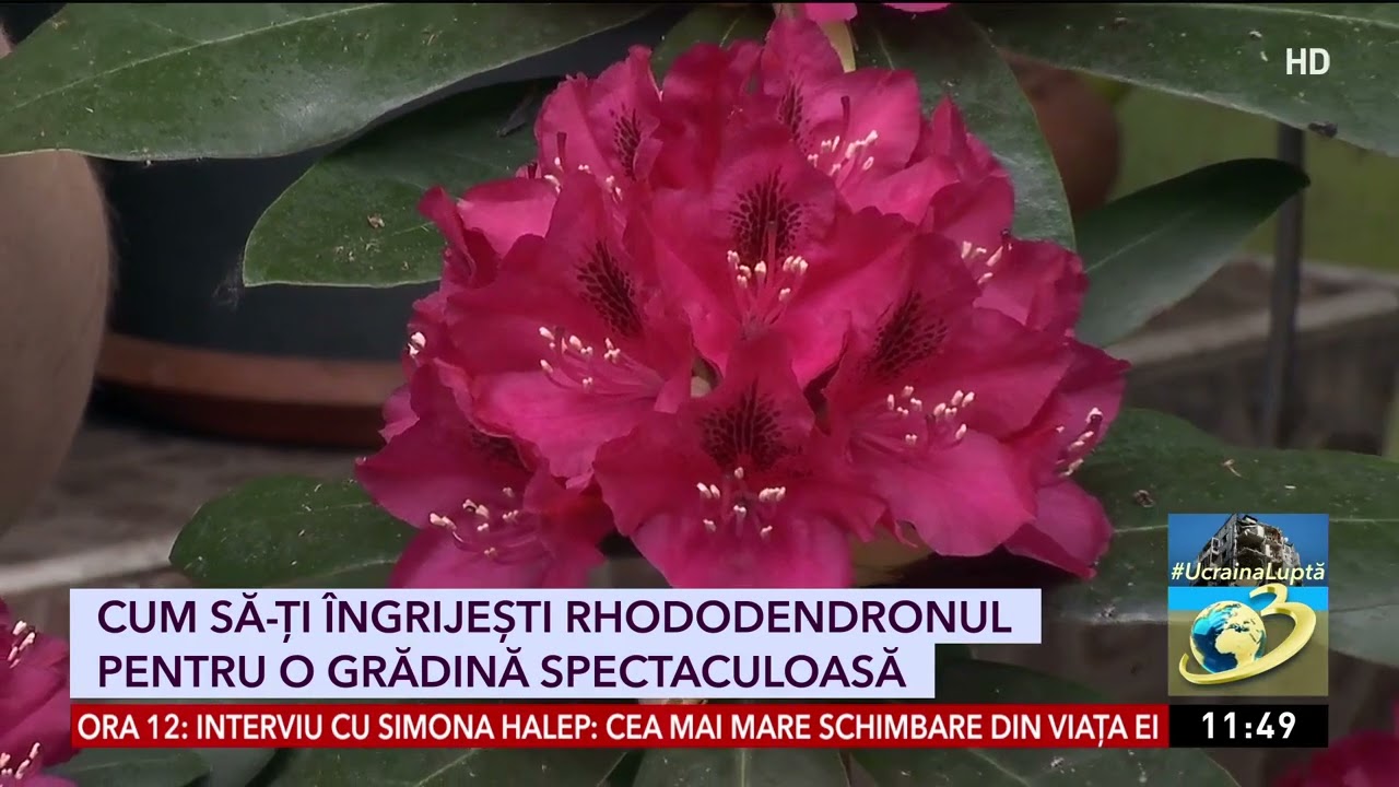 Cum se îngrijeşte corect rododendronul