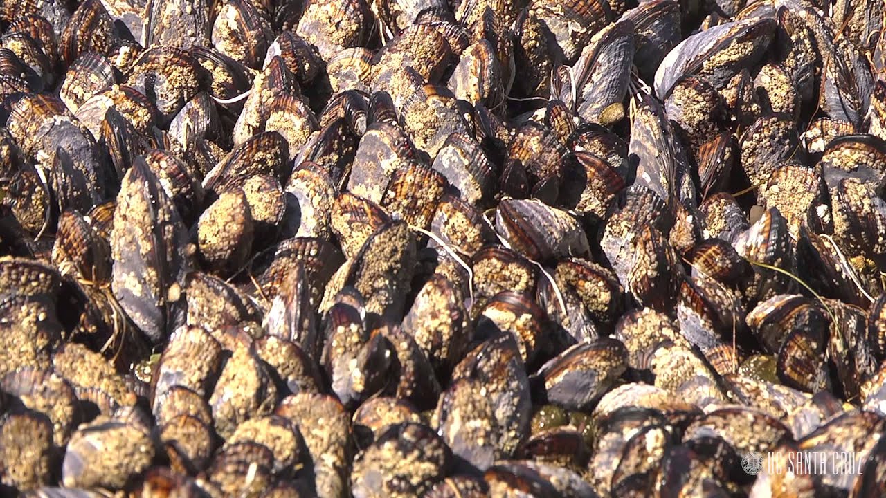 Ecosystems of California: Intertidal