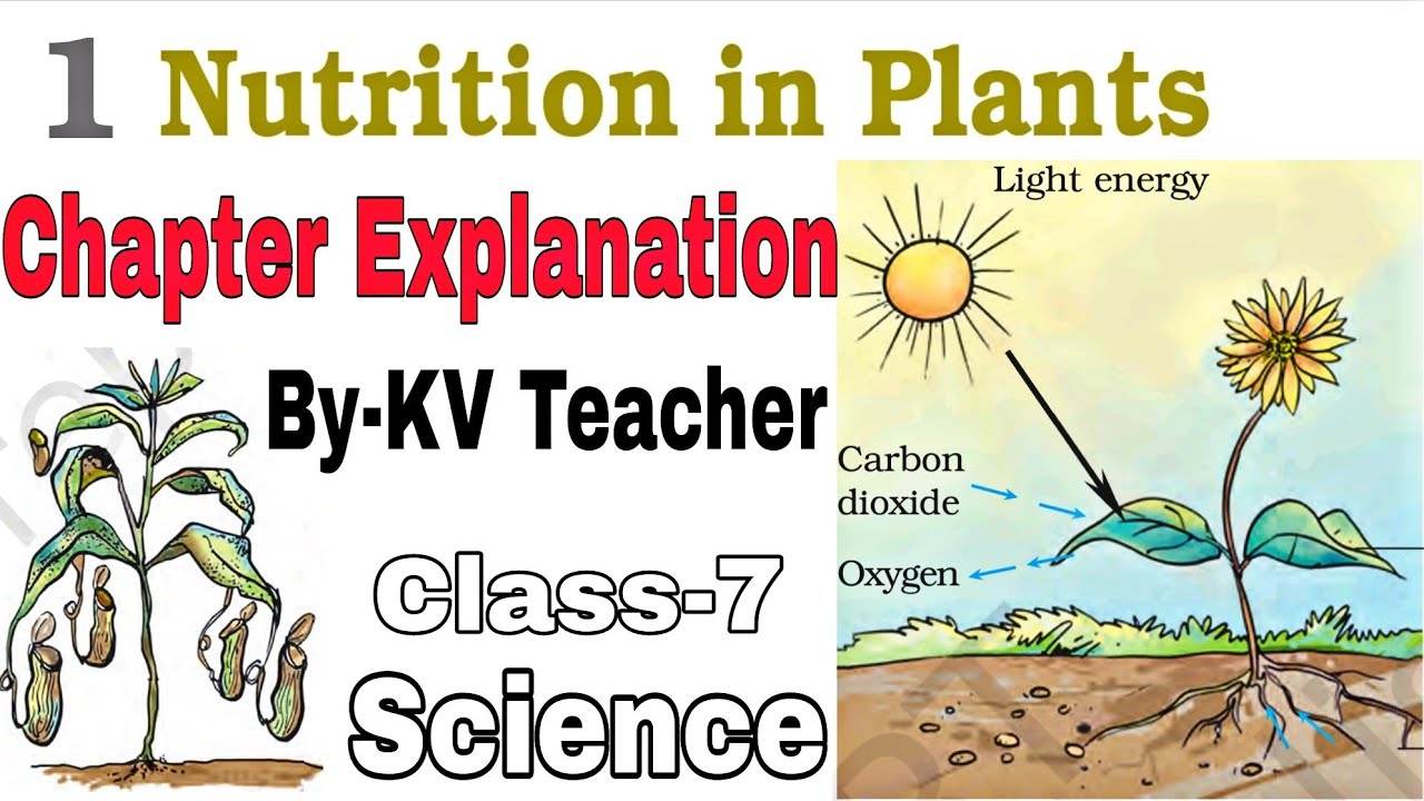 (Part-1) Nutrition In Plants / Class-7 Science NCERT Chapter-1 Explanation in हिंदी By KV Teacher