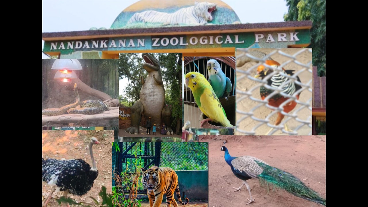 PARROTS RAKESHH  II  Nandankanan Zoo 🐯 ll Bhubaneswar, Odisha , Zoological park 🏞️