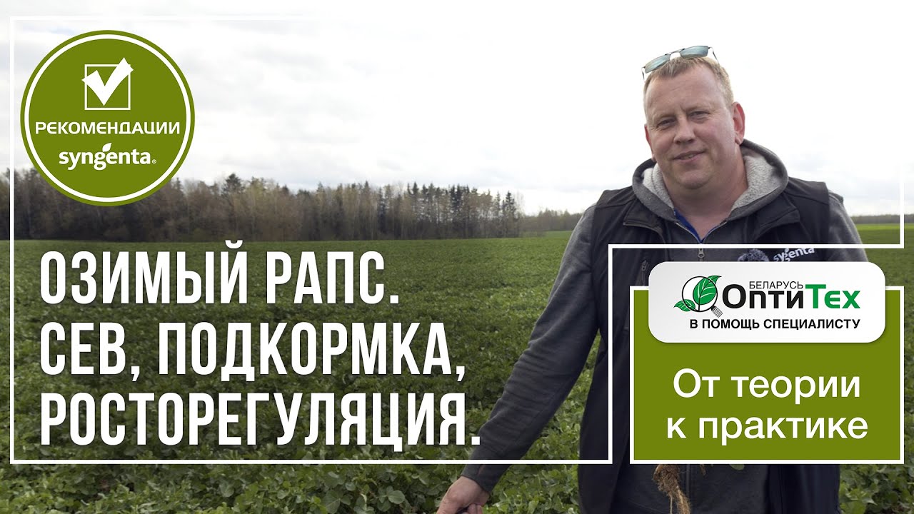 Озимый рапс. Особенности подкормки. Немного о росторегуляции и севе.