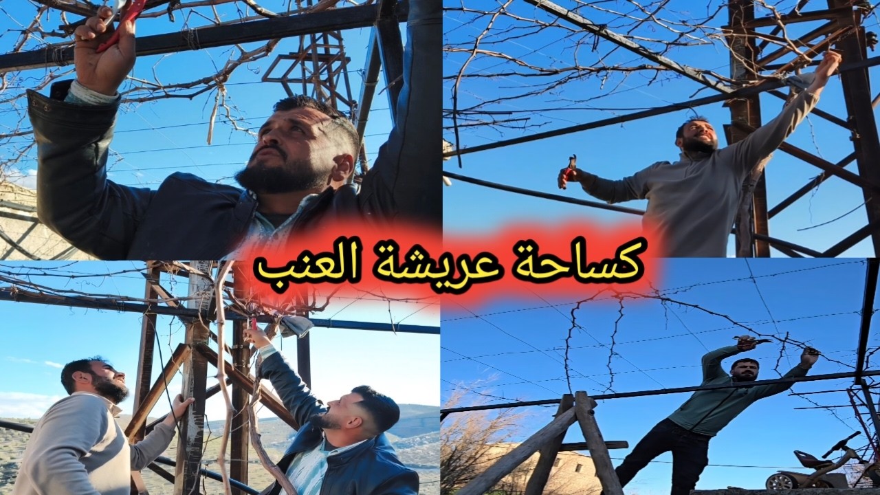 لكل حدا عندو عريشة عنب و ماعم تحمل إنتاج منيح | هاد الفيديو إلك تابع للإستفادة