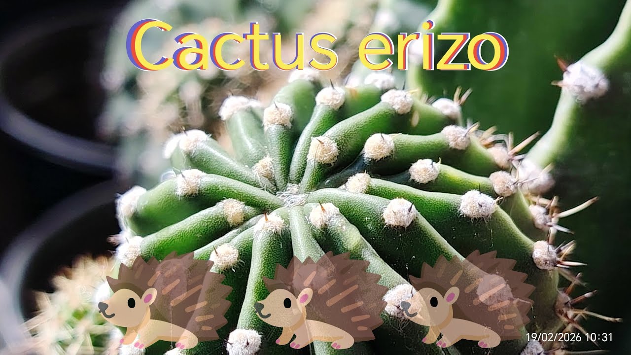 De 1 cactus a más de 10, así se reproduce el cactus erizo. 🦔
