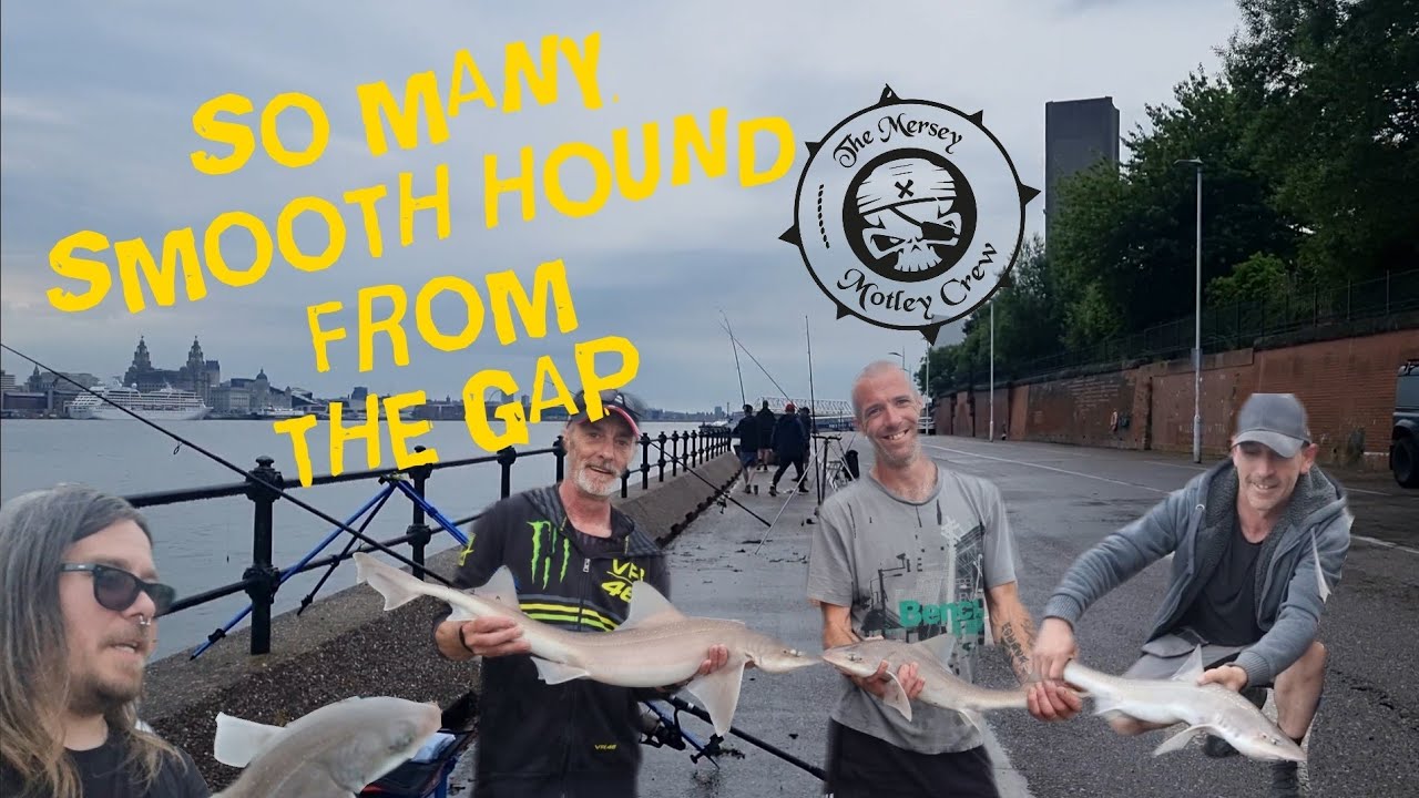 SmoothHounds Everywhere #Smoothhound #GuineaGap #wirral #Bass