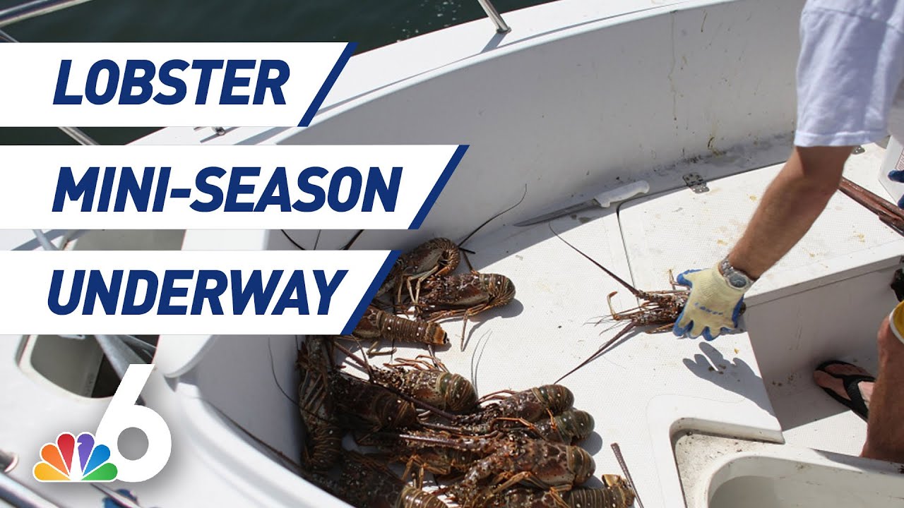 Lobster Mini-Season Gets Underway in South Florida | NBC 6