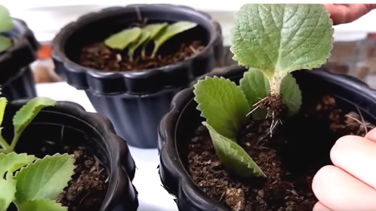 Cuban Oregano / Wild Marjoram Plant Propagation by Leaf Cuttings in Soil