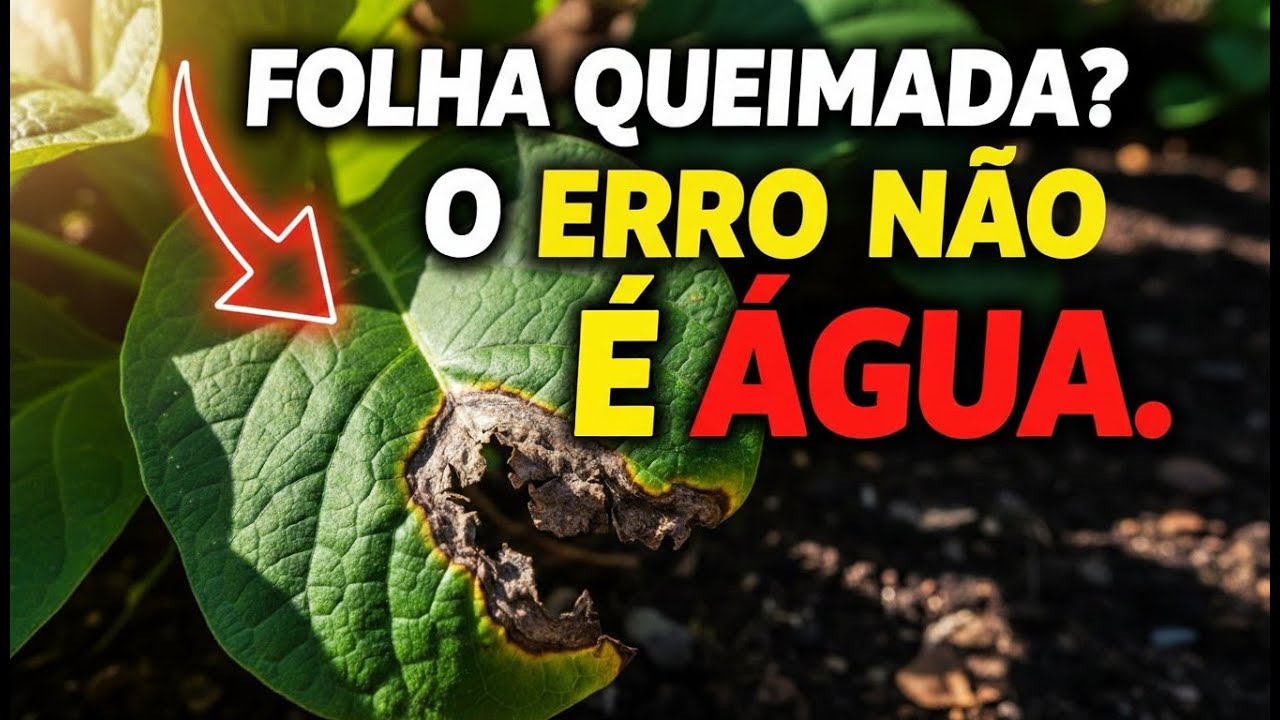 Por Que Algumas Folhas Queimam Mesmo Com Água? O Motivo É Outro