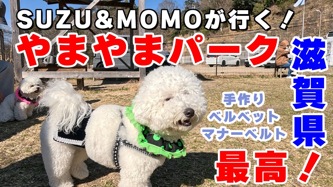 手作りマナーベルトをつけて滋賀県やまやまパークが最高！　#ビションフリーゼ  #可愛い  #犬のいる生活  #癒し #旅行 #手作り