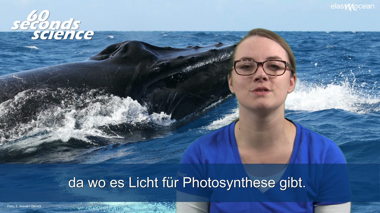 60 Sekunden Kohlenstoffpumpe / ElasmOcean e.V.