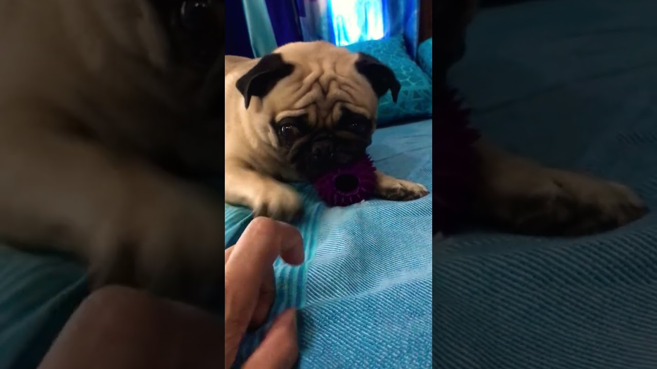 Oscar की राखी 🥰 