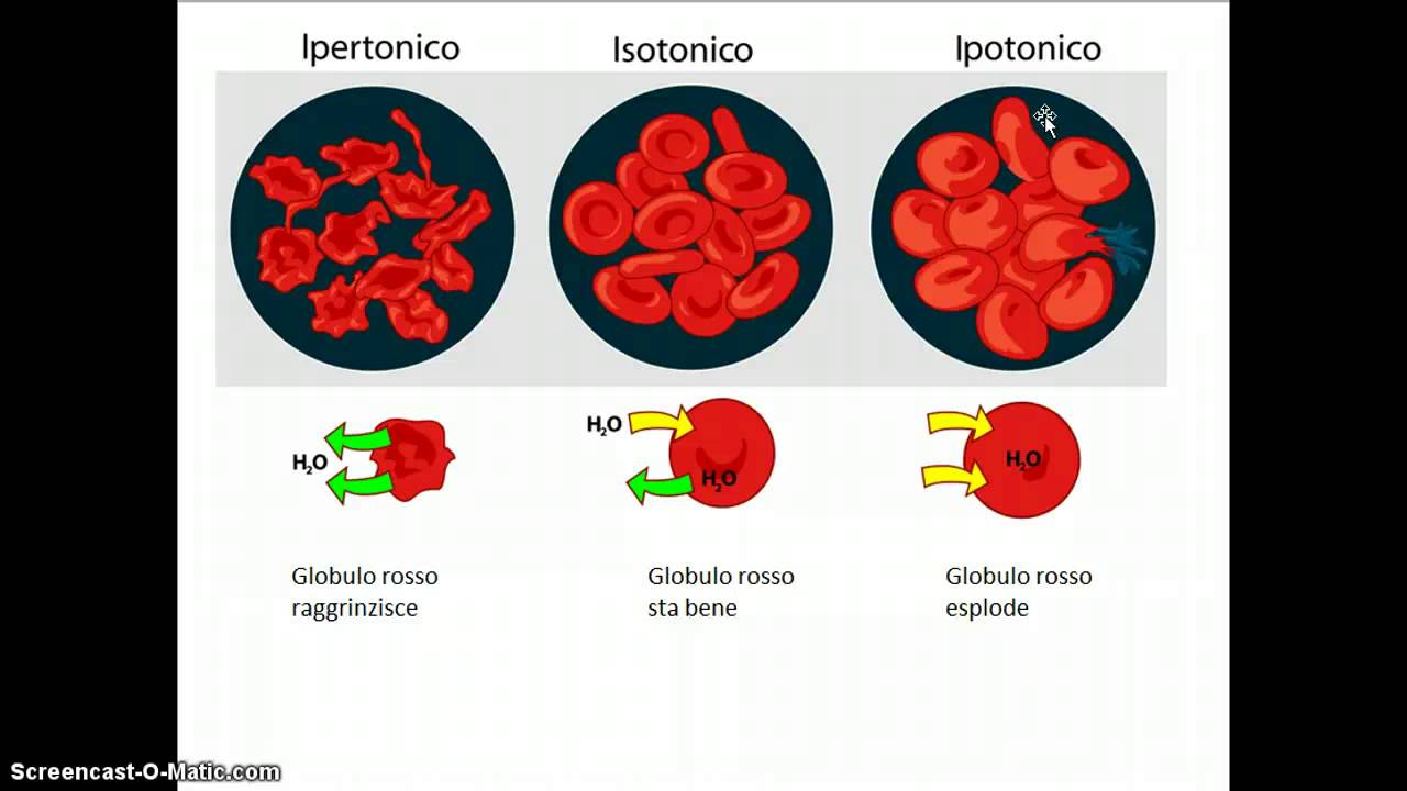 Il trasporto attraverso le membrane