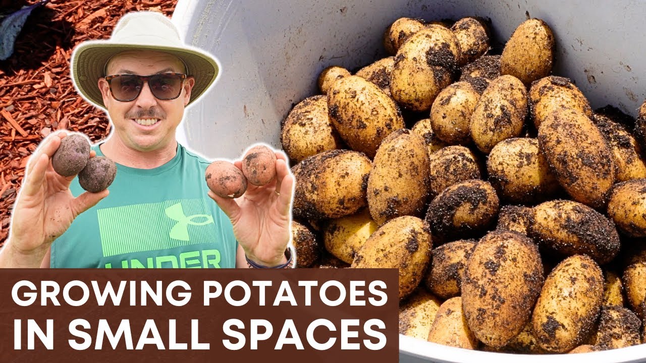 From 4 lbs to 40 lbs: Growing Potatoes in Raised Beds