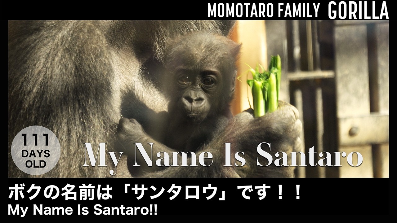 Меня зовут Сантаро!! – Весёлая семья горилл в Zoo Kyoto, Т. 77