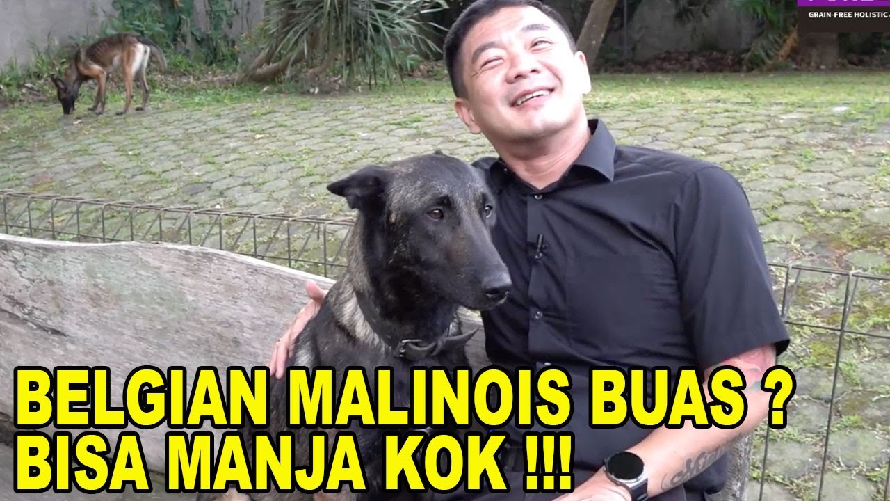 GAK SEMUA BUAS, BELGIAN MALINOIS BISA JADI ANJING MANJA
