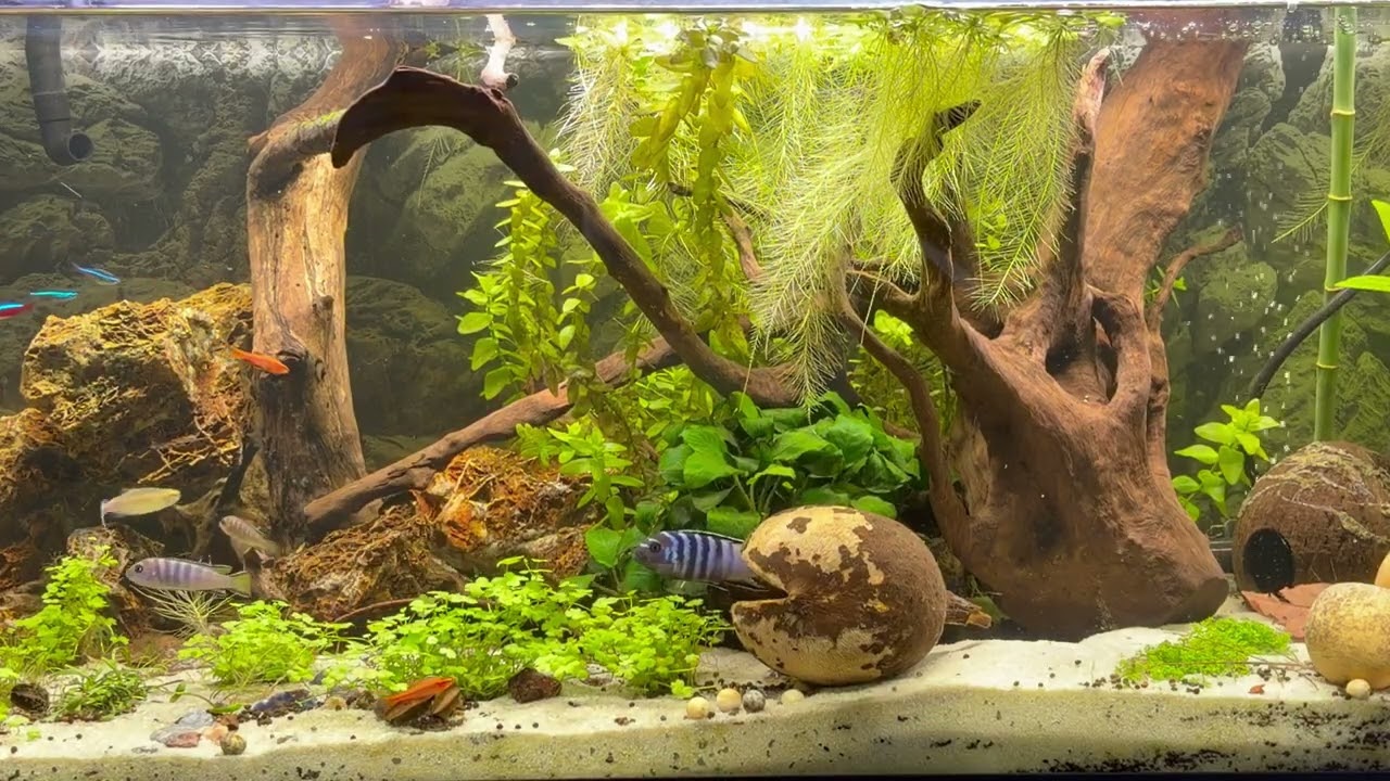 Aquarium Véritable 4K 