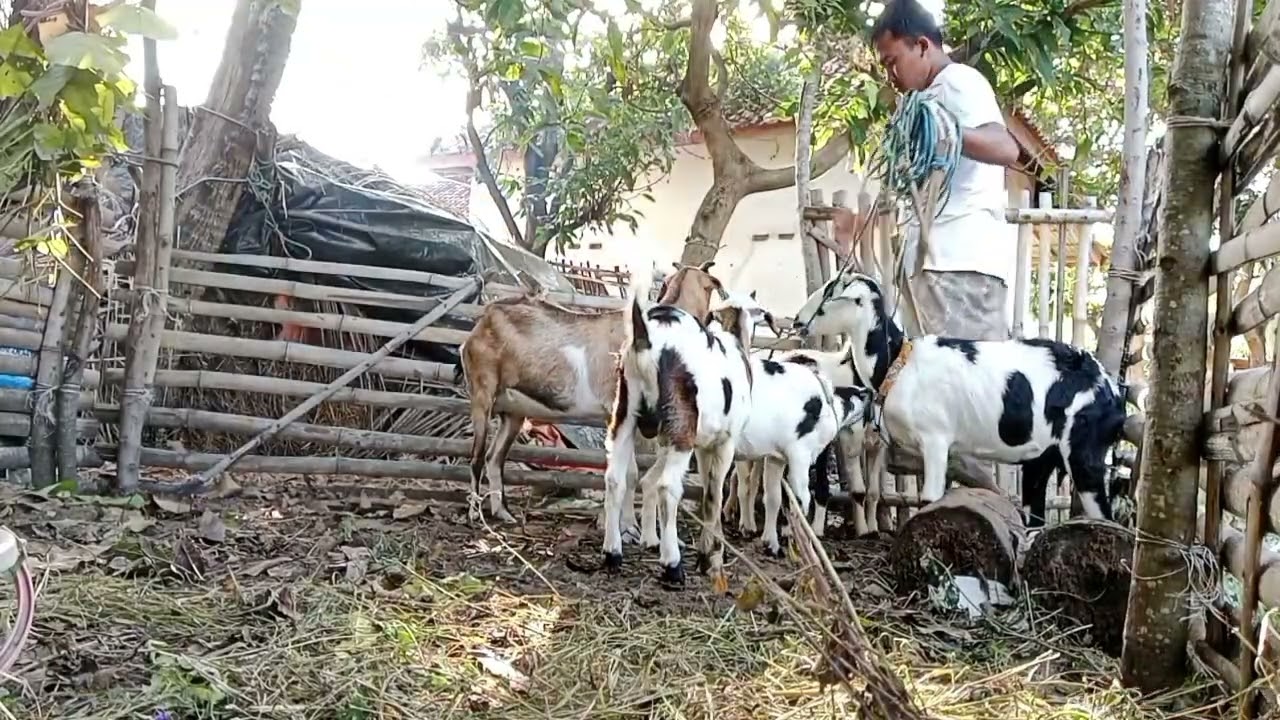 KAMBING KACANG SUSU