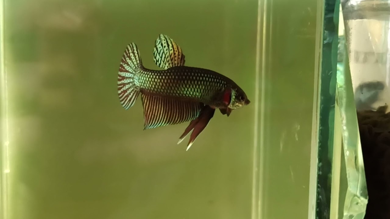 Betta smaragdina copper