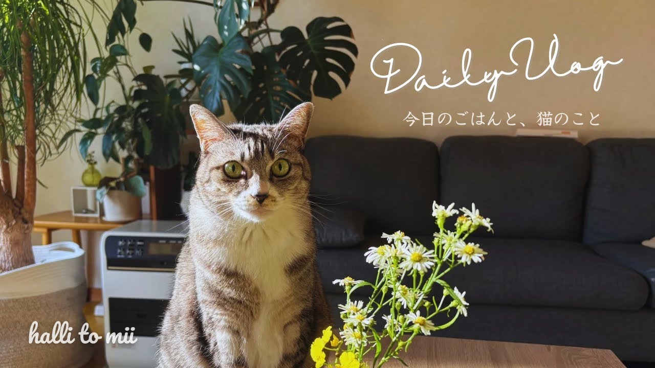 #24 猫たちの土曜日｜病院前に作り置き｜忙しいけど楽しい日々