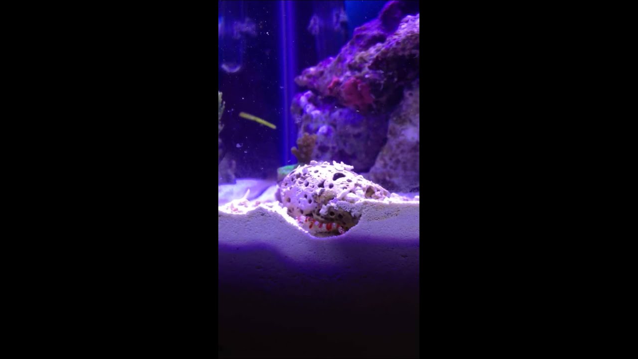 Randalli pistol shrimp