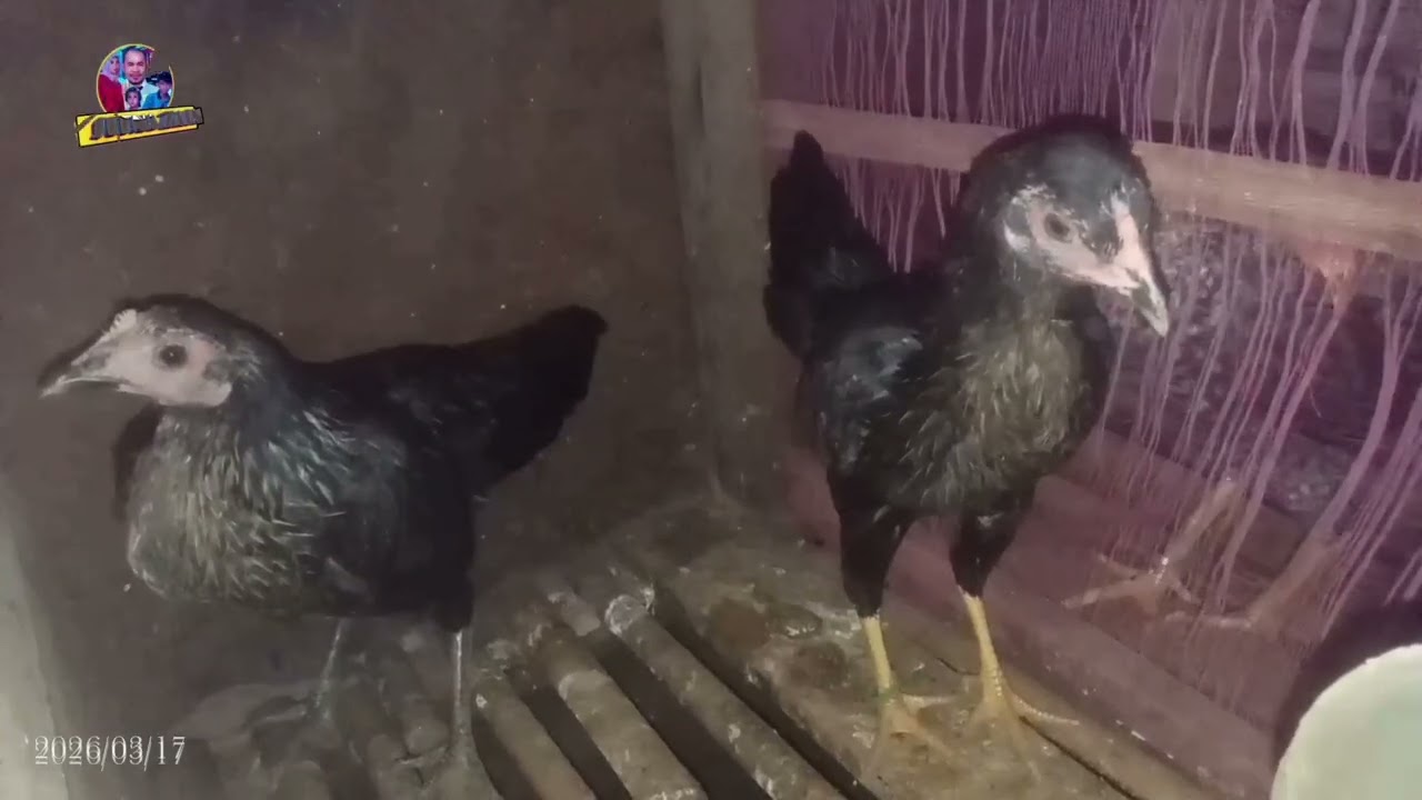  #MITE Betina Muda Yg Sudah Mulai Birahi (Kawin),.. Tidak Lama Lagi Kedatangan DOC Baru Dikandang