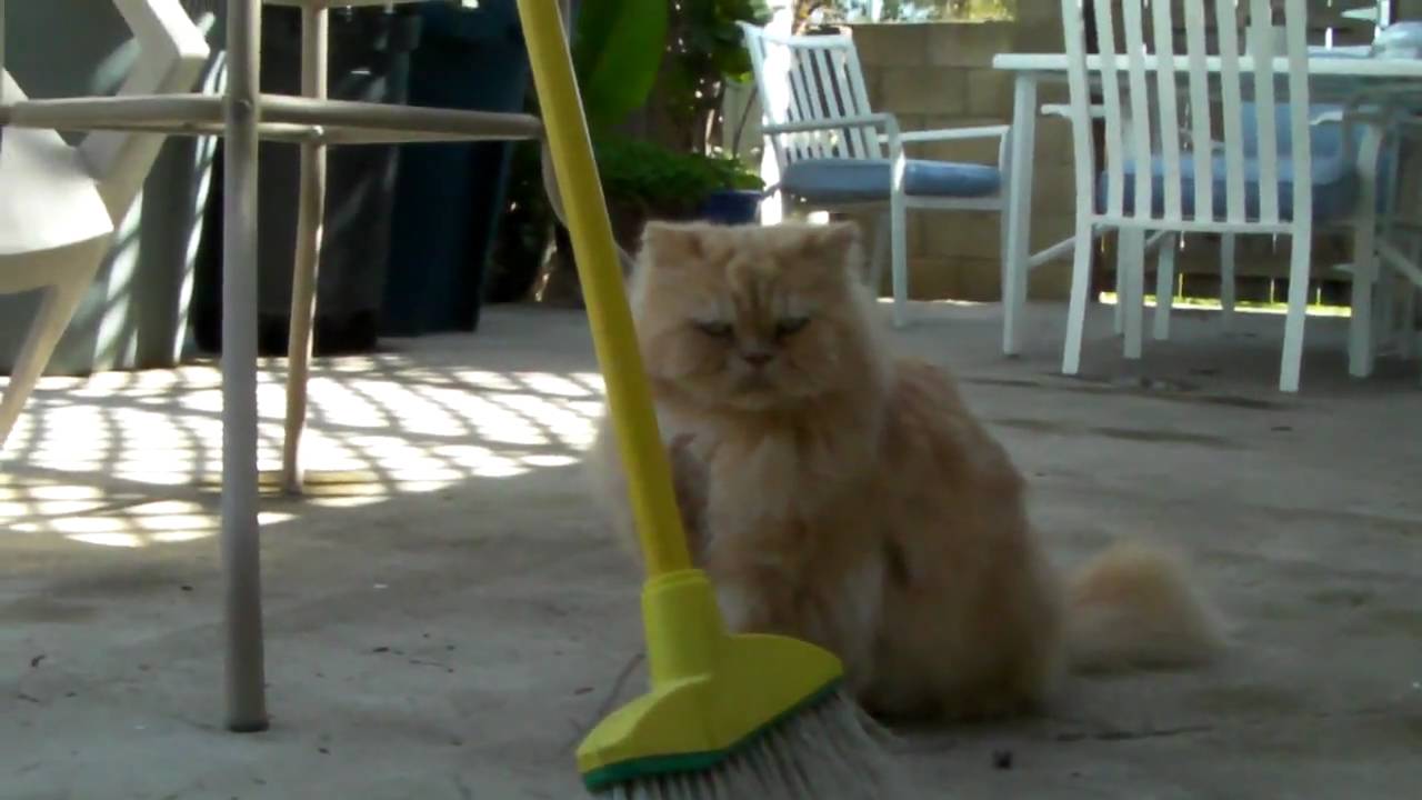 Grooming Day.MP4