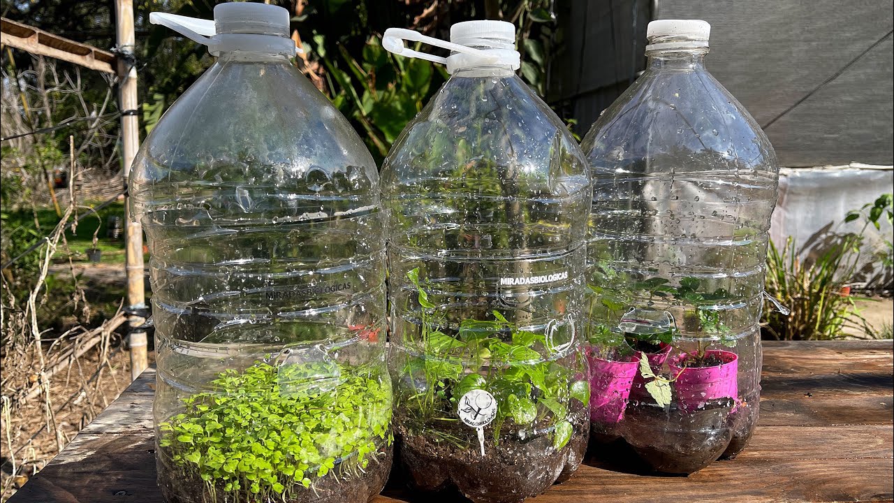 Мини теплица в бутылке - Важные секреты - РАСТЕНИЯ РАСТЯТ БОЛЕЕ БЫСТРЕЕ 🌿💐