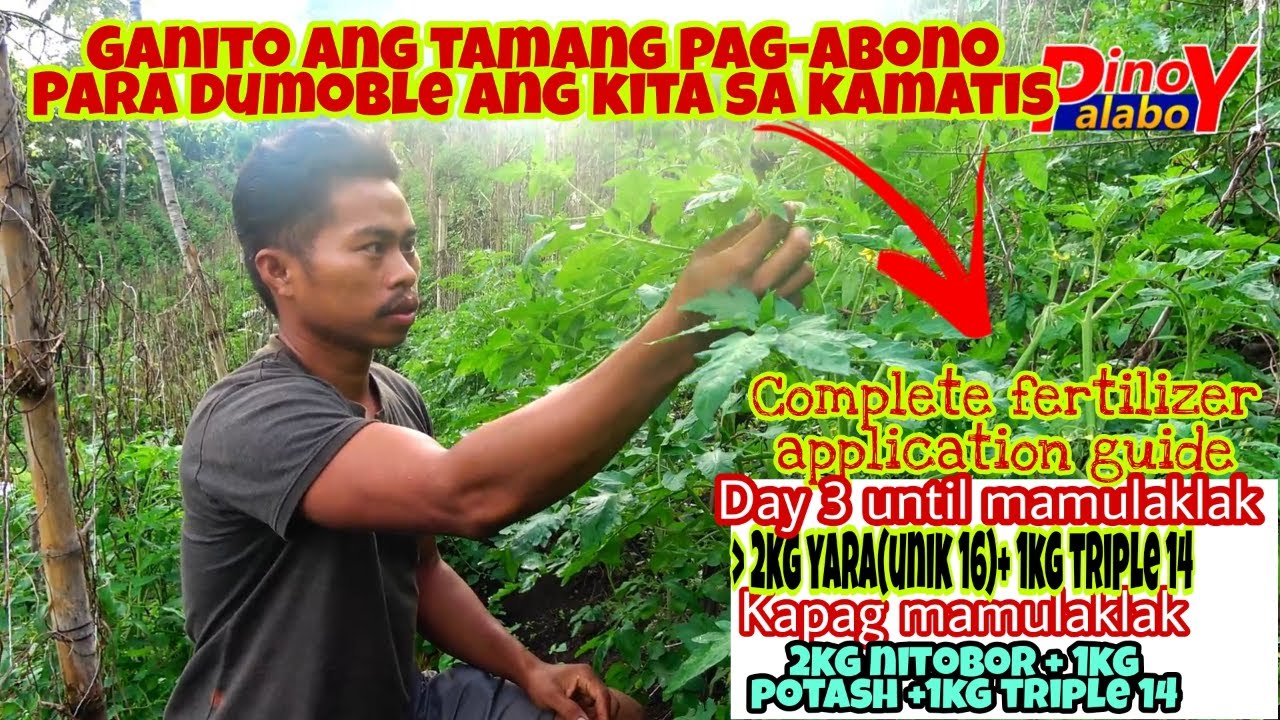 Paano ang Tamang Pag-apply at Mixing ng Fertilizer sa Kamatis?