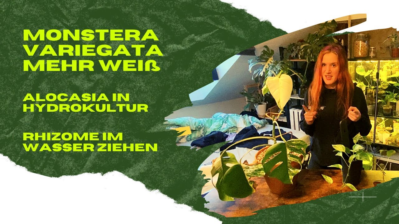 weiße Monstera Variegata Ableger - Alocasia Wurzel stirbt in Hydrokultur - Rhizome in Wasserkultur