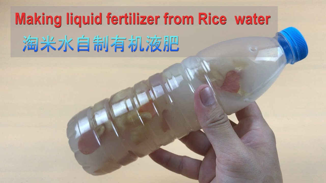 淘米水的2个妙用，15天diy自制有机液肥，方法教给你|Making liquid fertilizer from rice water
