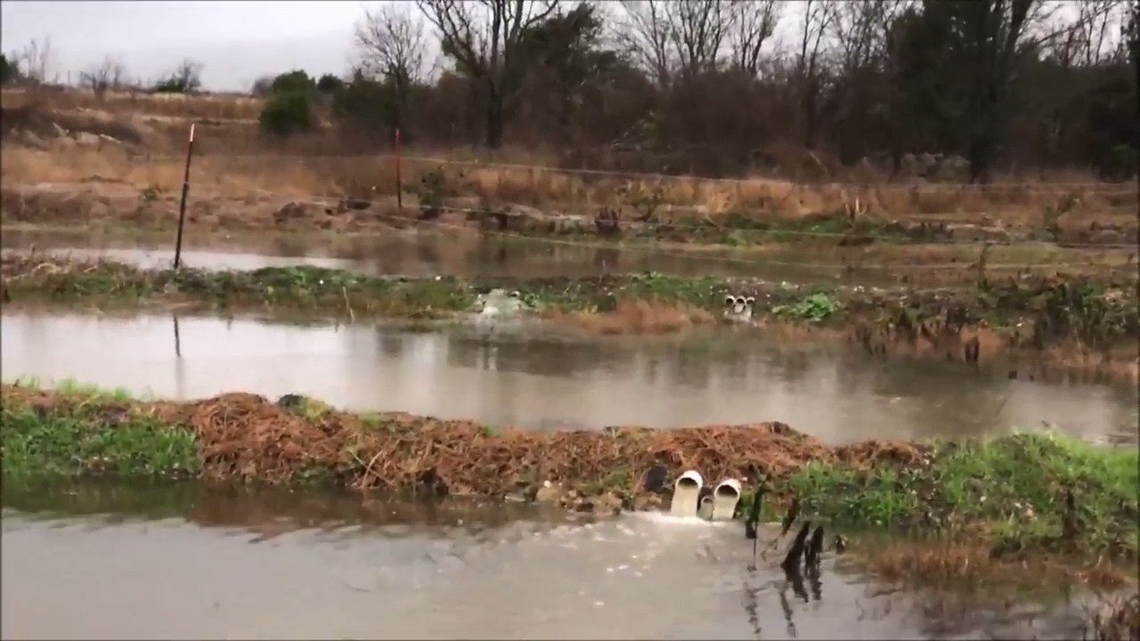 Flooding in the Food Forest, did water divergent system work?