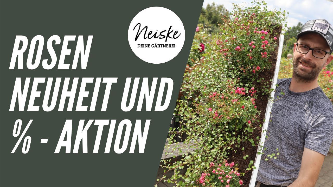 Tolle Rosen-Neuheit für den Balkon