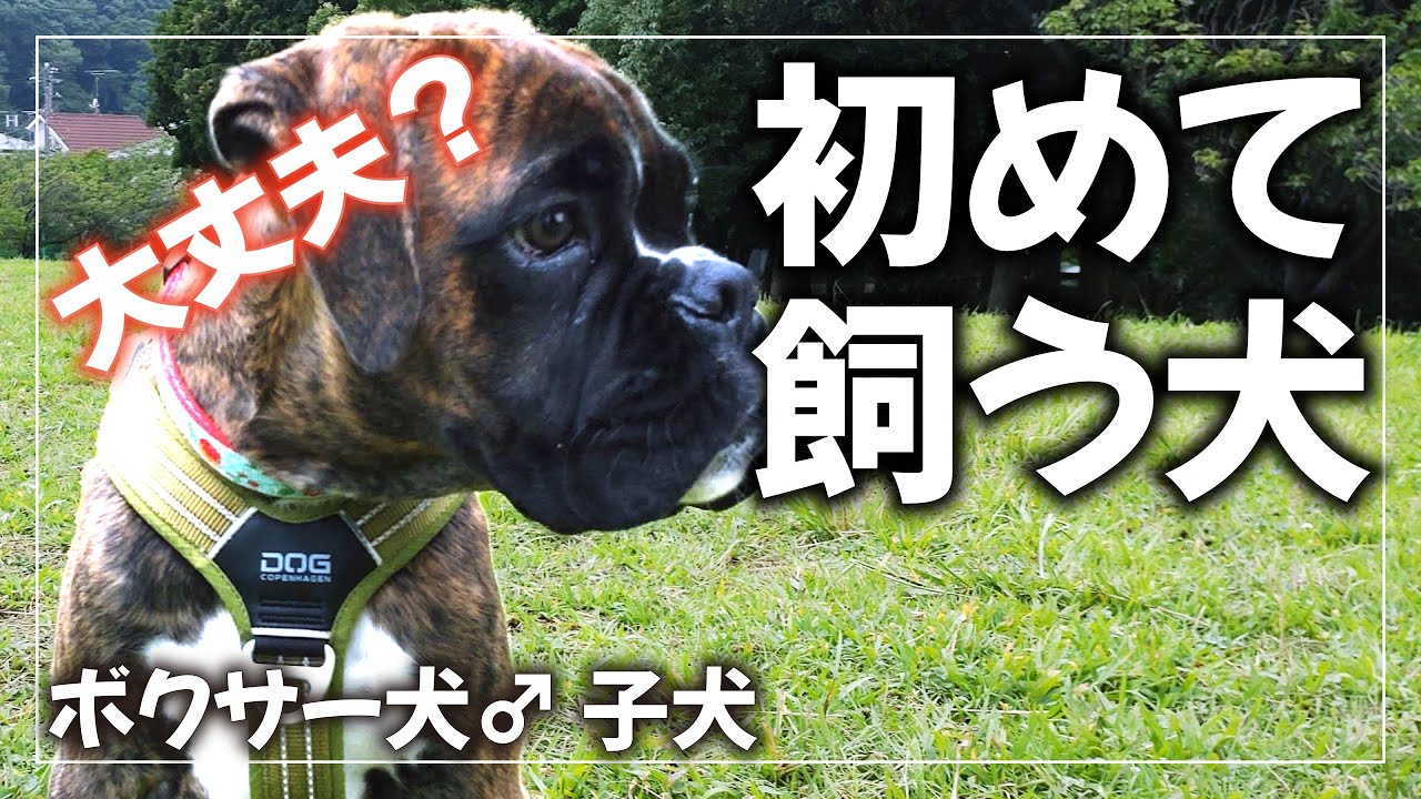 初めて飼う犬が大型犬・ボクサー犬 どんな暮らしが待っていた? 【犬との暮らし】