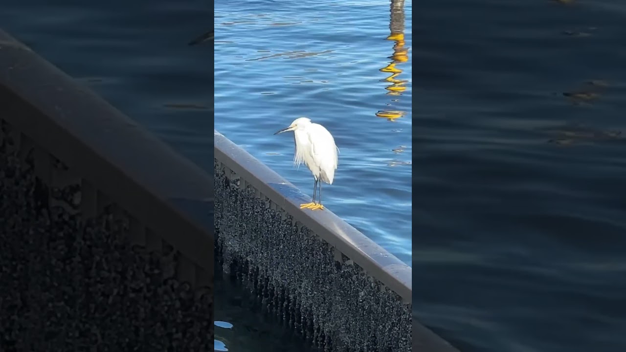 隅田川のコサギ Little egret in Tokyo #隅田川 #コサギ