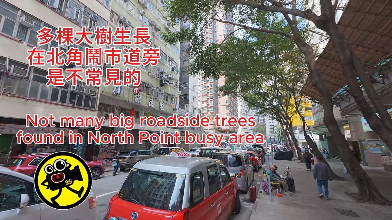 多棵大樹生長在香港北角道旁邊  Big roadside trees growing on North Point Road, Hong Kong (21.2.2026)