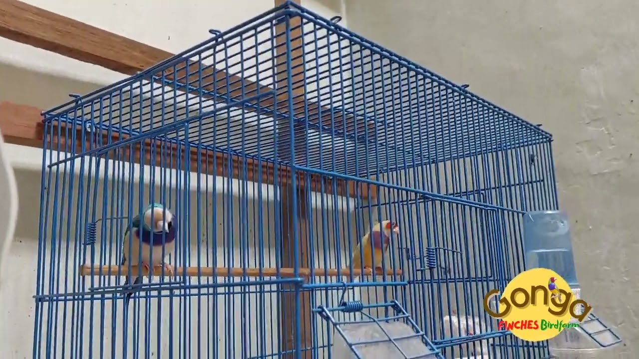 Ngintip Sangkar Gonga Birdfarm #004