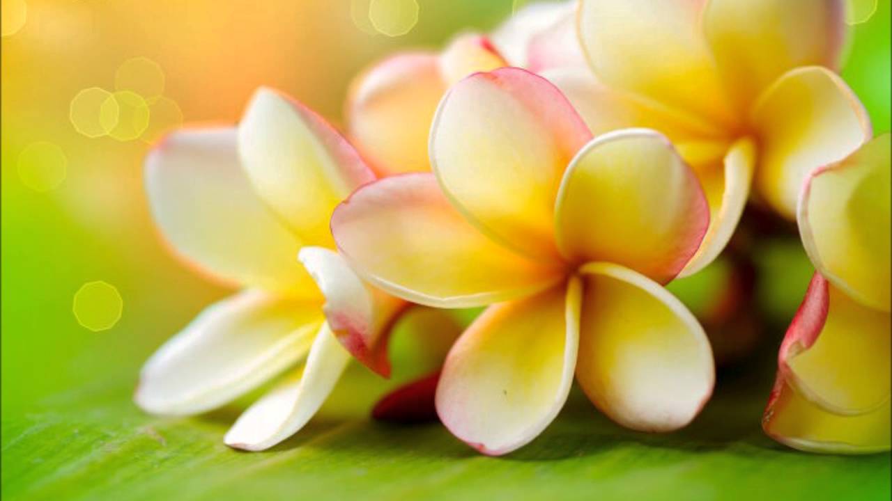 TAHITI ACADEMY VOL 1 - Te Aue Nei Te Uuru Nei Te Mau Natura [Tahiti Hula]