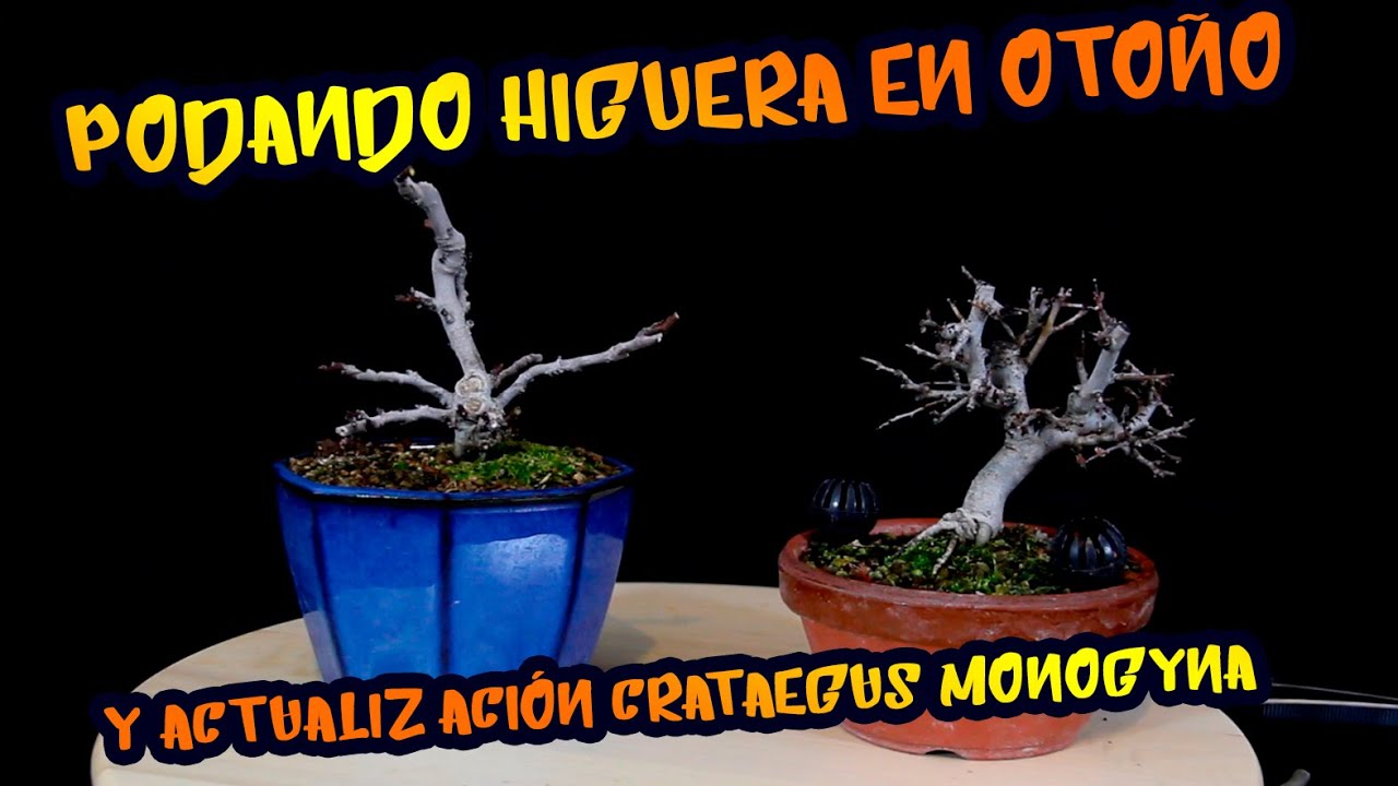 Poda BONSAI HIGUERA en otoño y actualización CRATAEGUS MONOGYNA